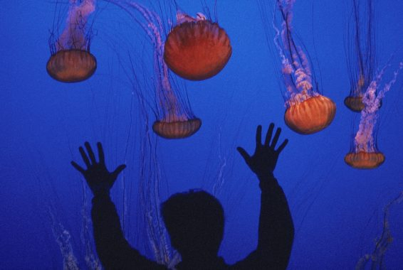 Jellyfishes swim in the water as a silhouetted man is seen.