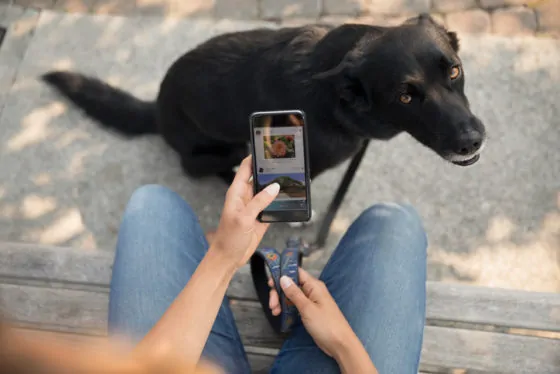 Personal perspective woman with dog using smart phone on bench
